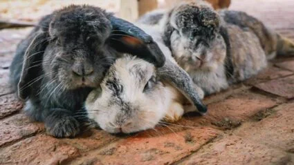 do rabbits close their eyes when sleeping?