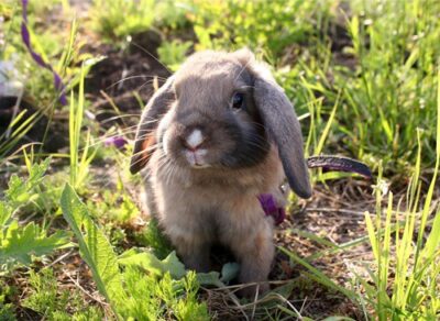 mini lop rabbits fully grown
