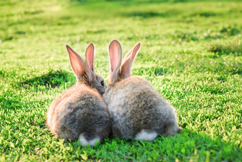 How Do Rabbits Say Sorry To Their Owners