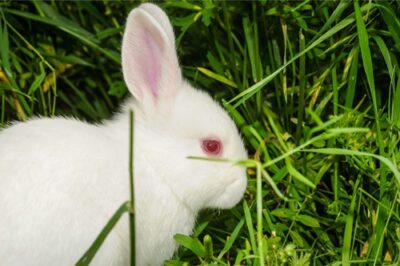 albino rabbit