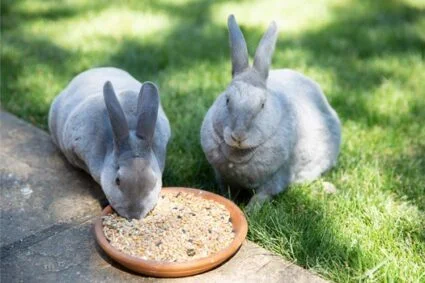 what do rex rabbits like to eat?