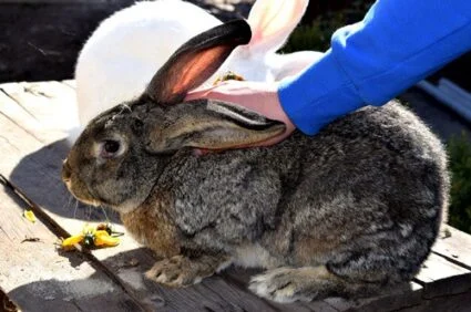 biggest rabbit breeds