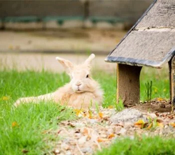 can rabbits live outside all year round?