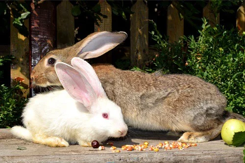 foods that cause gas in rabbits