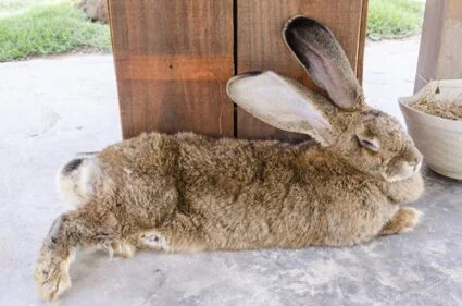 large pet rabbit breeds