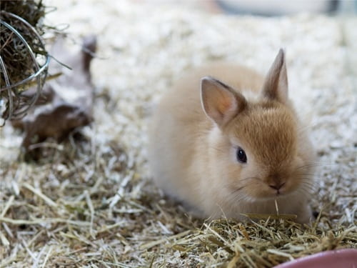 How Long Do Dwarf Rabbits Live With Life Expectancy Table