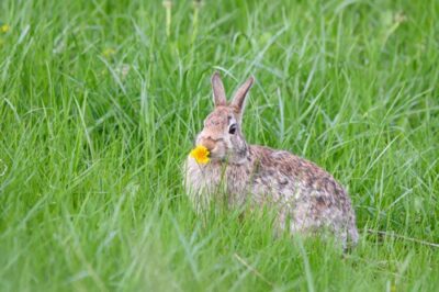 types of grass for rabbits