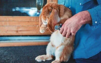 Do rabbits nails grow back?