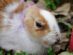 Why is My Rabbit Losing Patches of Fur? — Rabbit Care Tips