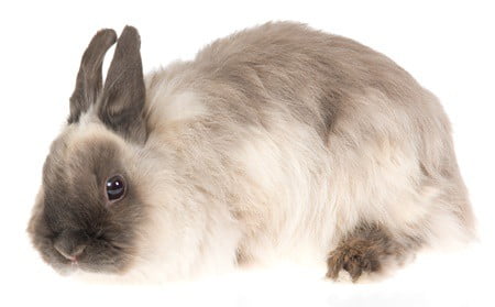jersey wool rabbit