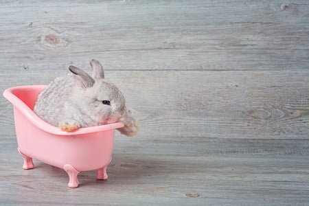 Is It Safe to Bathe a Rabbit? — Rabbit Care Tips