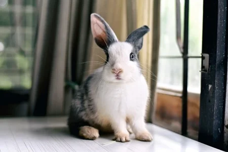 is it normal for rabbits to breathe fast?