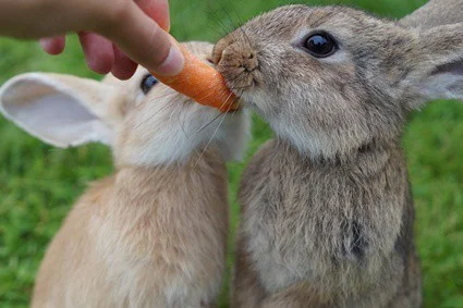 rabbit nutritional requirement percentages