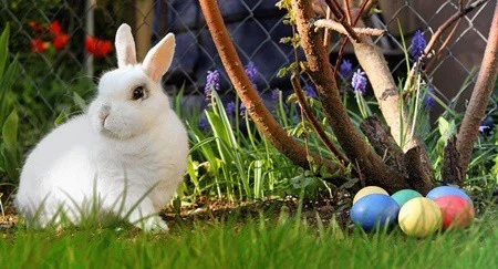 can rabbits eat fabric?