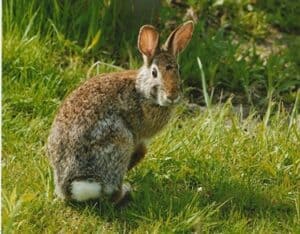 How Fast Do Rabbits Run? Wild + Domestic Rabbit Top Speed!