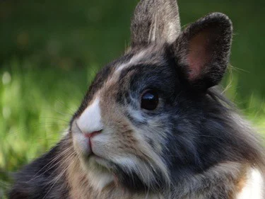 rabbit suddenly skittish