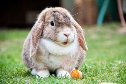 Bunny Behavior | morabbit