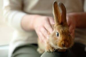 Where Do Rabbits Like To Be Petted The Most? — Rabbit Care ...