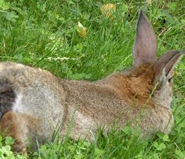 Safely Treating Wet Tail in Rabbits (Urine Scalding) — Rabbit Care Tips