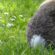 What Is The Purpose of a Rabbit's Tail? — Rabbit Care Tips