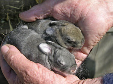 What should I do if I find an orphaned or abandoned baby rabbit