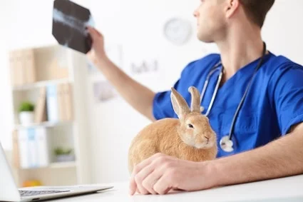 how to treat tetanus in rabbits