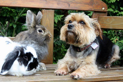 can eating rabbit poop hurt a dog