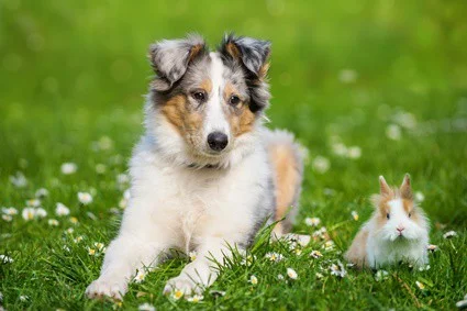 can bird and rabbit poop make dogs sick