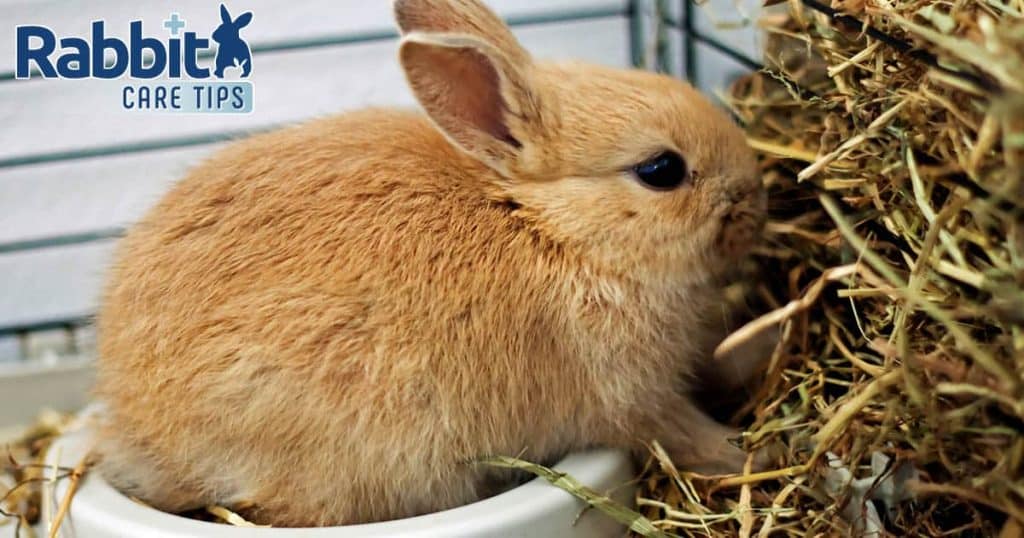 Choosing the Best Hay and Grass for Your Rabbit - Rabbit Care Tips