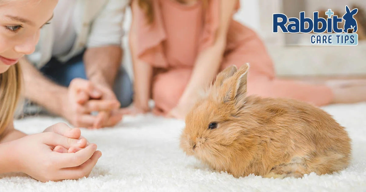 Playing on the floor with a bunny