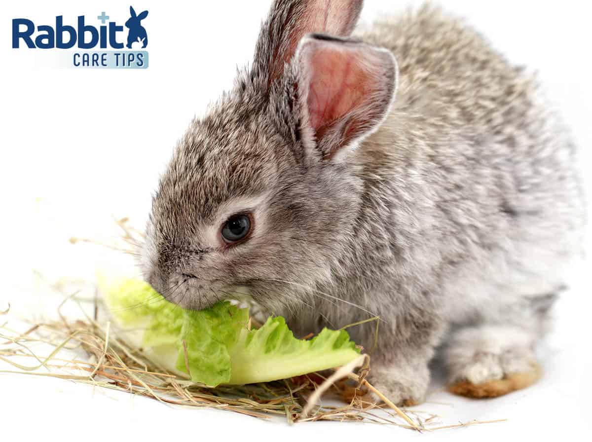 Can Rabbits Eat Romaine Lettuce? — Rabbit Care Tips