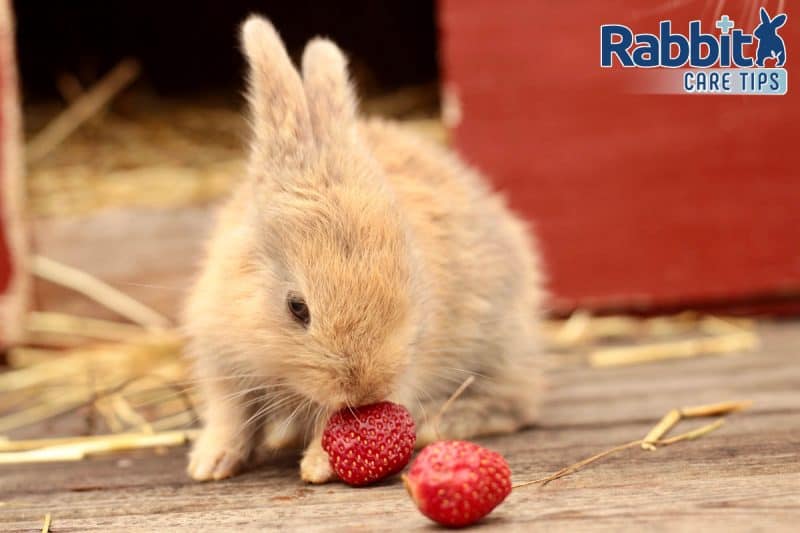 Can Rabbits Eat Strawberries? — Rabbit Care Tips