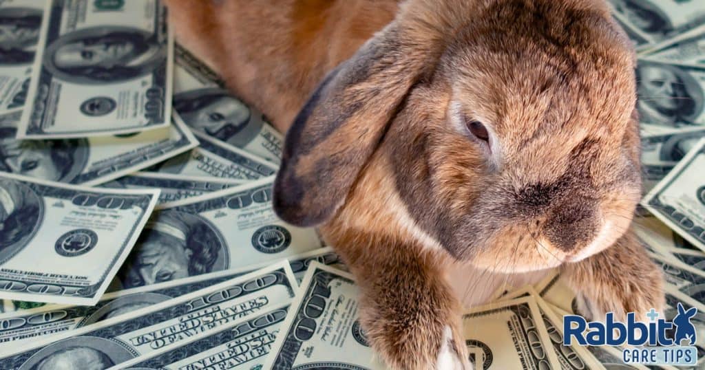 Price Of A Rabbit