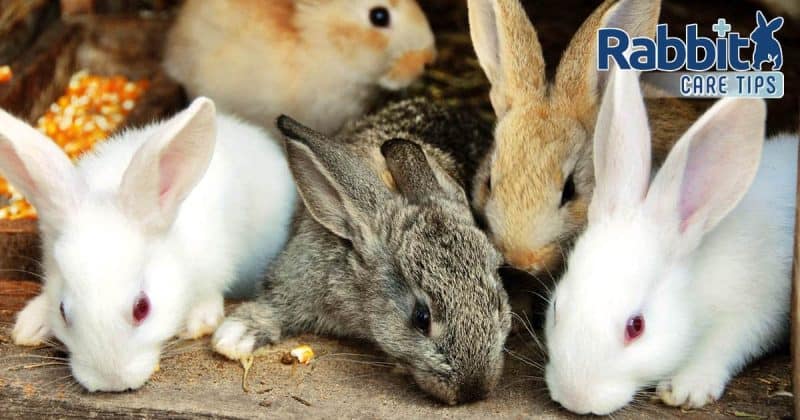 best-most-popular-pet-rabbit-breeds-rabbit-care-tips