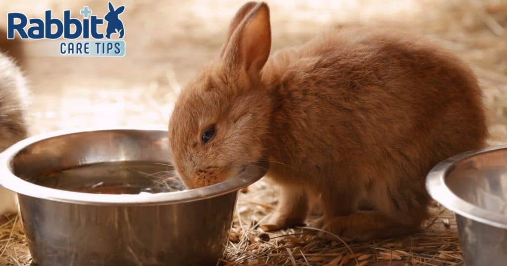 how-to-get-your-rabbit-to-drink-water-a-comprehensive-guide