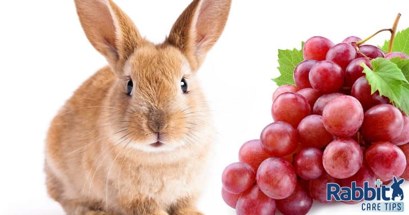 can-rabbits-eat-grapes-rabbit-care-tips