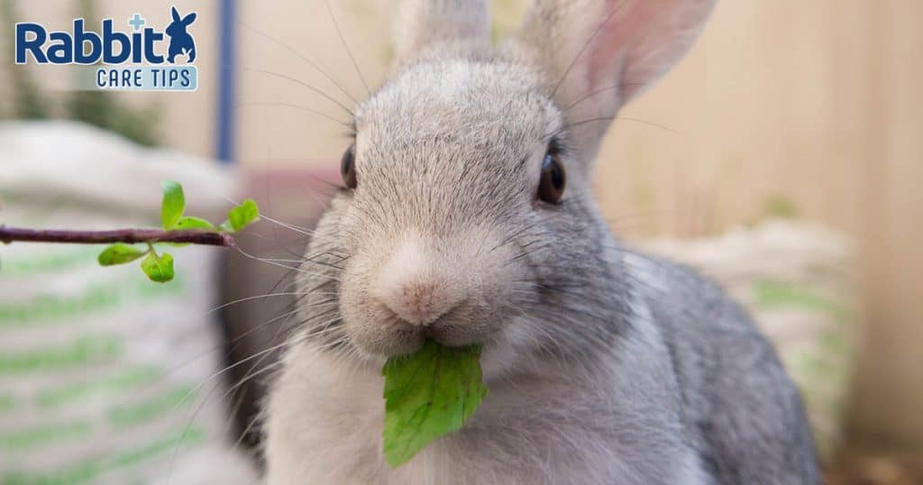 Can Rabbits Eat Basil? — Rabbit Care Tips