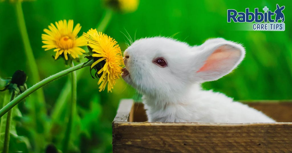 can-rabbits-eat-dandelions-rabbit-care-tips