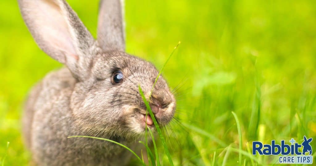 What Do Wild Rabbits Eat? — Rabbit Care Tips