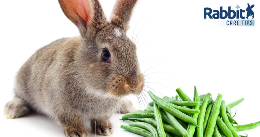 can-rabbits-eat-green-beans-rabbit-care-tips