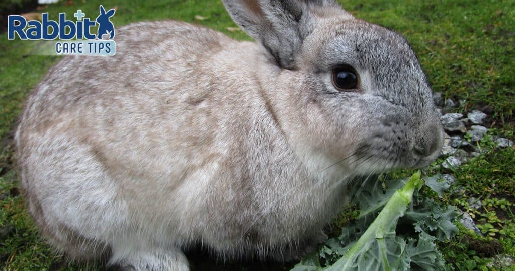 Can Rabbits Eat Kale? — Rabbit Care Tips