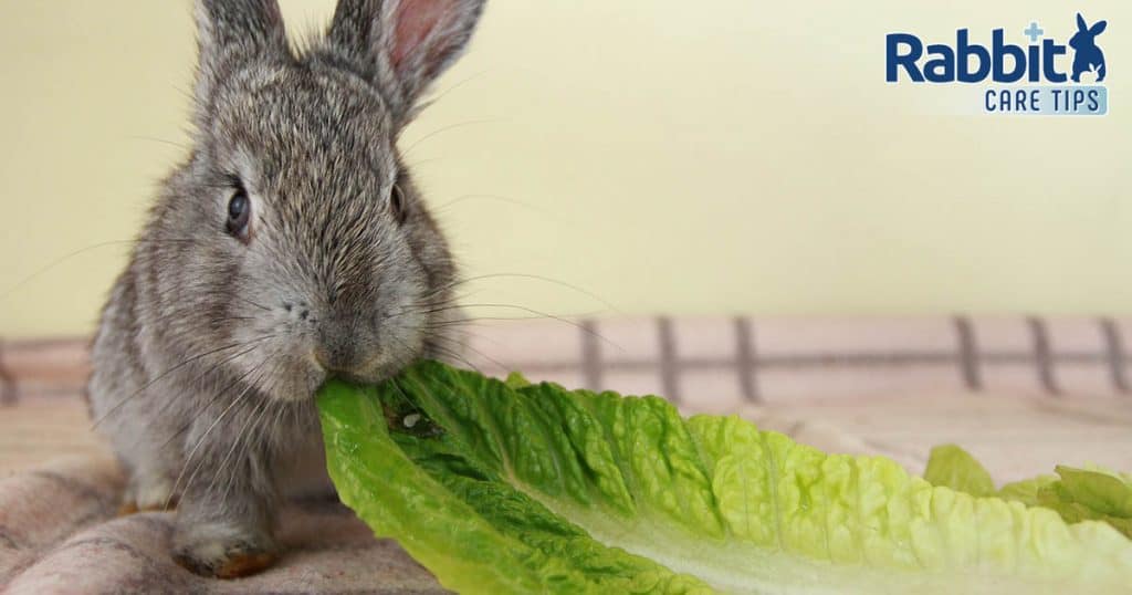 Can Rabbits Eat Romaine Lettuce? — Rabbit Care Tips