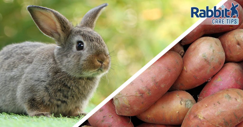 can-rabbits-eat-sweet-potatoes-rabbit-care-tips