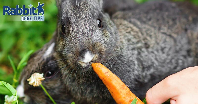 Can Rabbits Eat Carrots Rabbit Care Tips