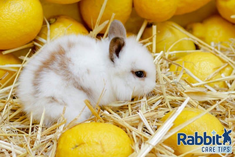 Can Rabbits Eat Lemons? — Rabbit Care Tips