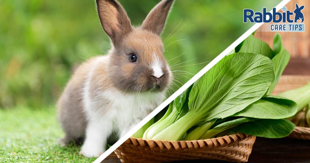 Can Rabbits Eat Bok Choy? — Rabbit Care Tips