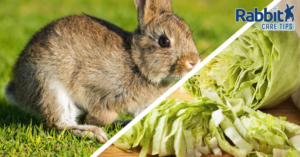 Can Rabbits Eat Iceberg Lettuce? — Rabbit Care Tips