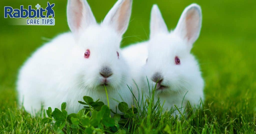 Can Rabbits Eat Clover? — Rabbit Care Tips