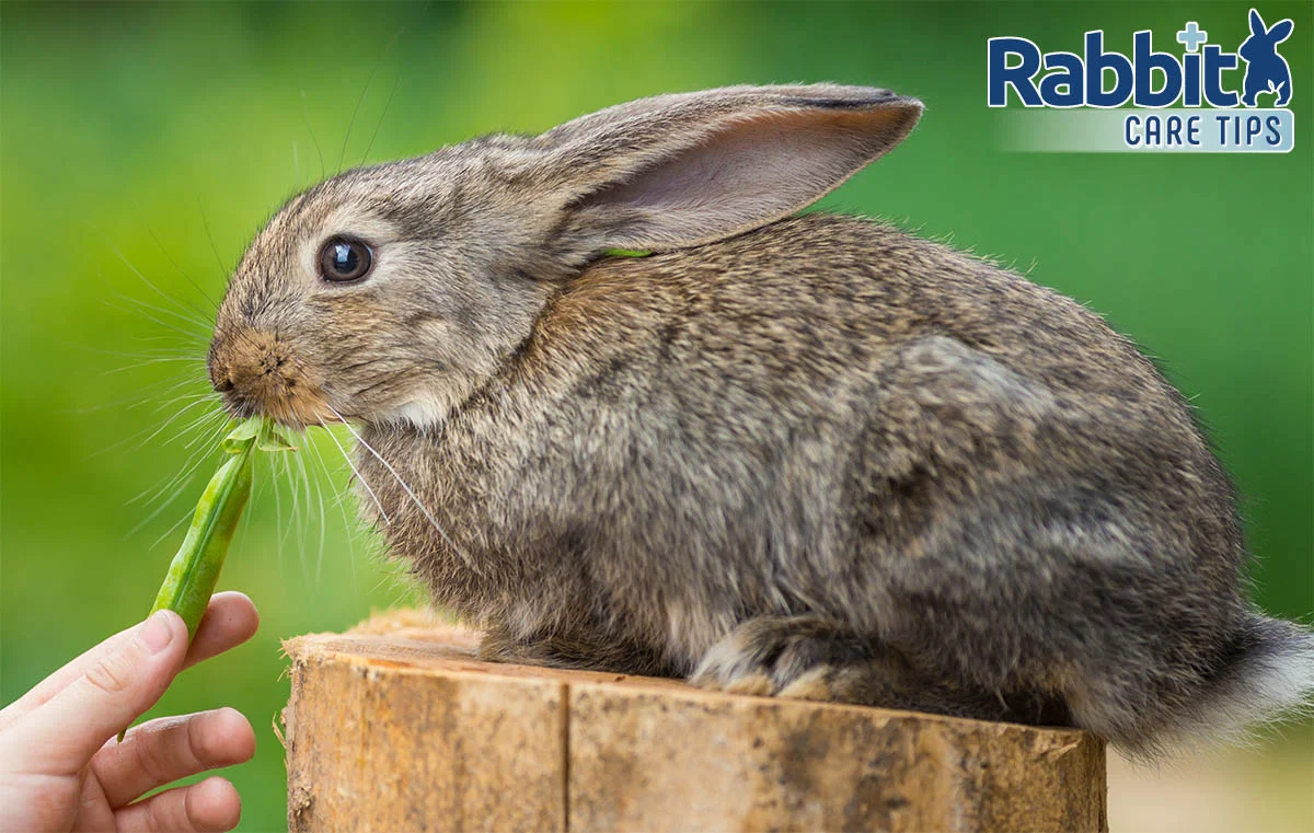 Can Rabbits Eat Peas? — Rabbit Care Tips