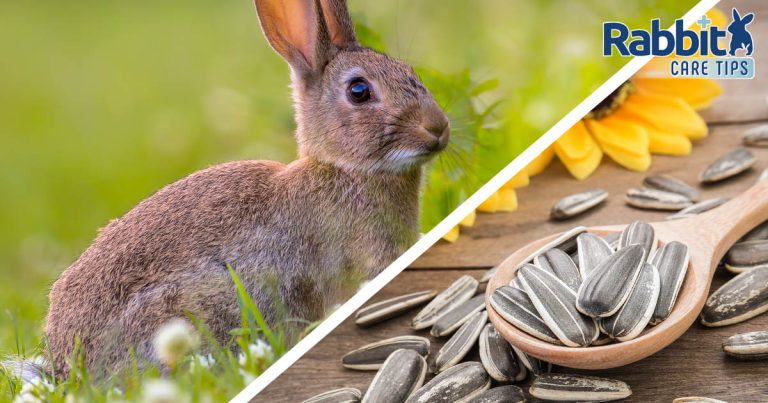 Can Rabbits Eat Sunflower Seeds? — Rabbit Care Tips